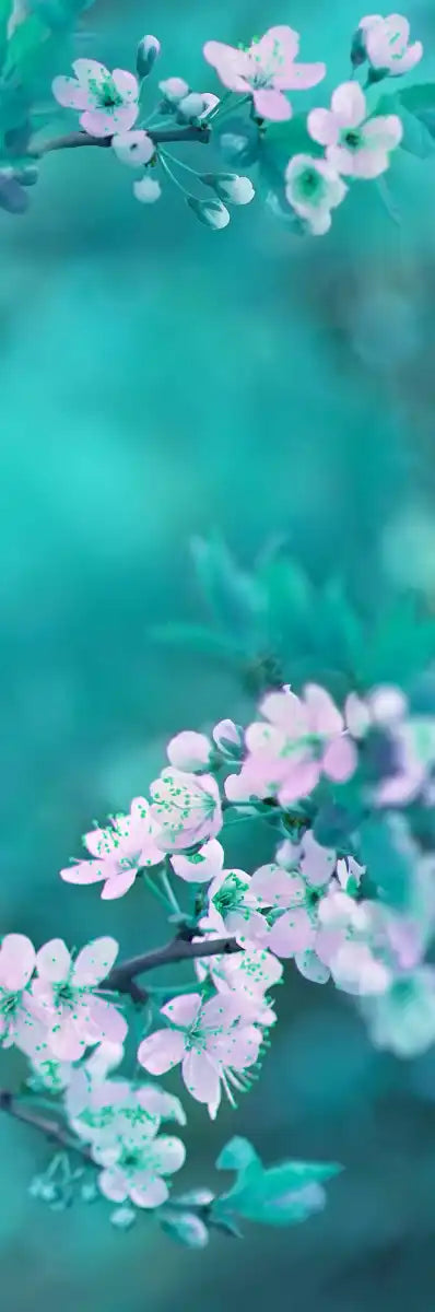 White Cherry Blossoms In Japan Wall Art