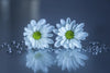 White Daisies Wall Art