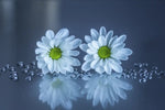 White Daisies Wall Art