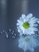 White Daisies Wall Art