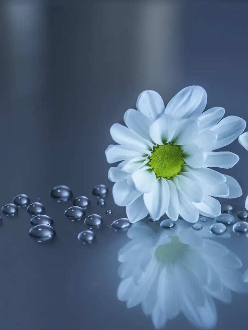 White Daisies Wall Art