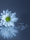 White Daisies Wall Art