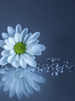 White Daisies Wall Art