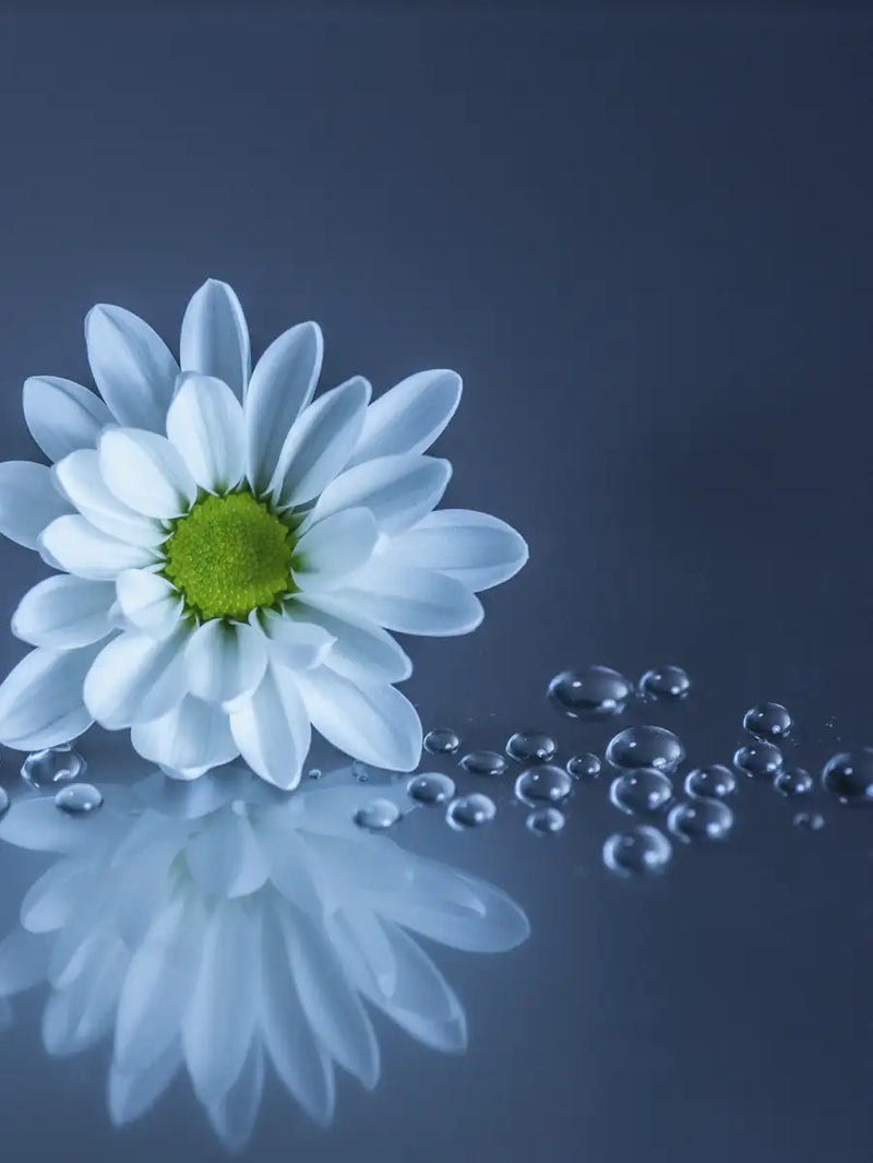 White Daisies Wall Art