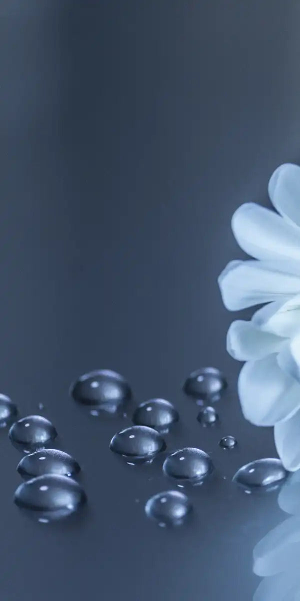 White Daisies Wall Art
