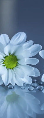 White Daisies Wall Art