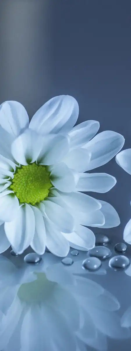 White Daisies Wall Art