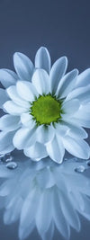 White Daisies Wall Art