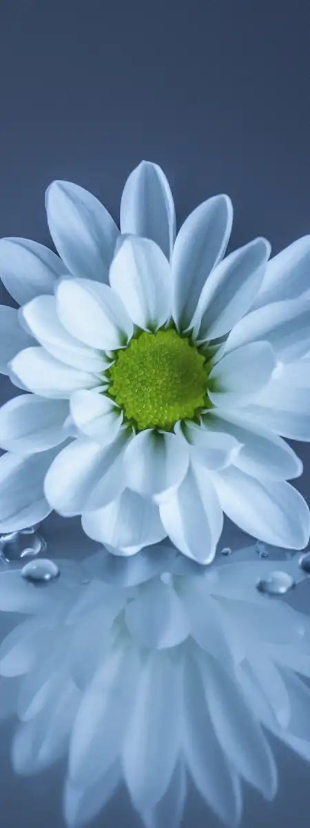 White Daisies Wall Art