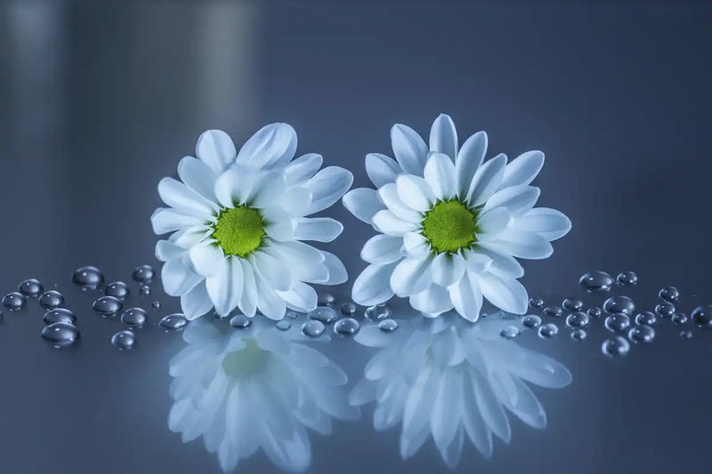 White Daisies Wall Art