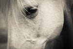 White Horse Eye Wall Art