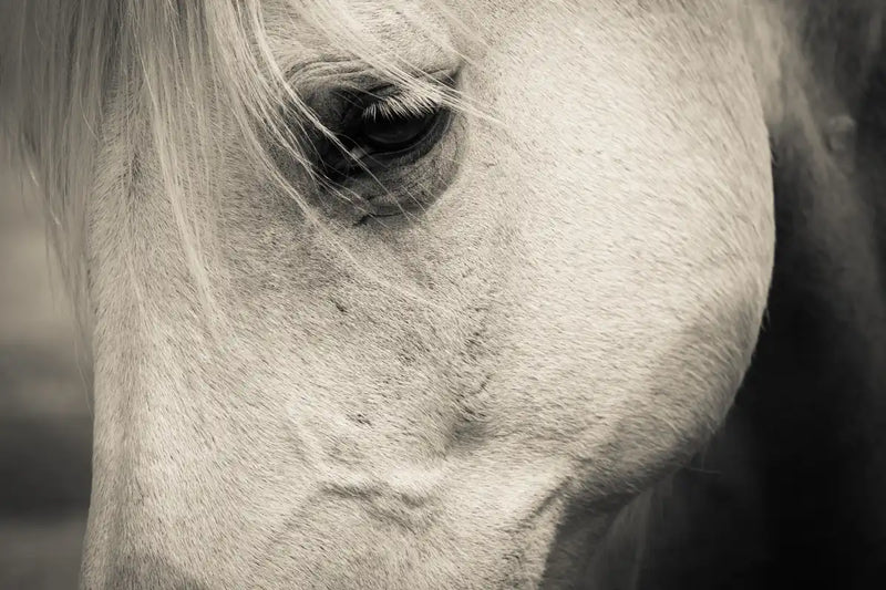 White Horse Eye Wall Art