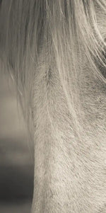White Horse Eye Wall Art