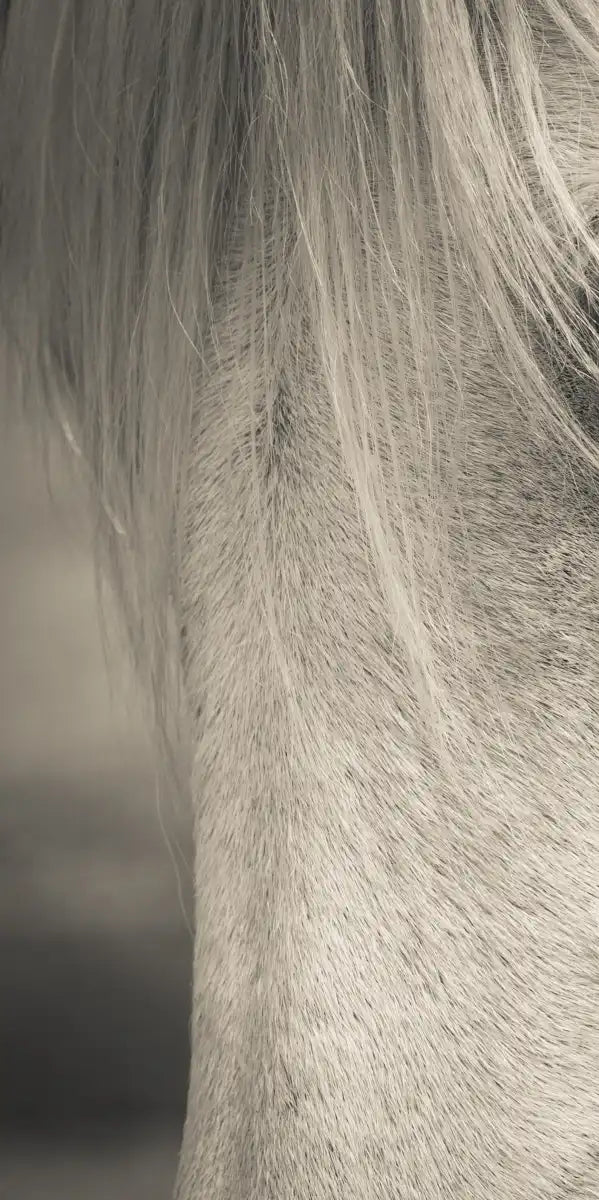 White Horse Eye Wall Art