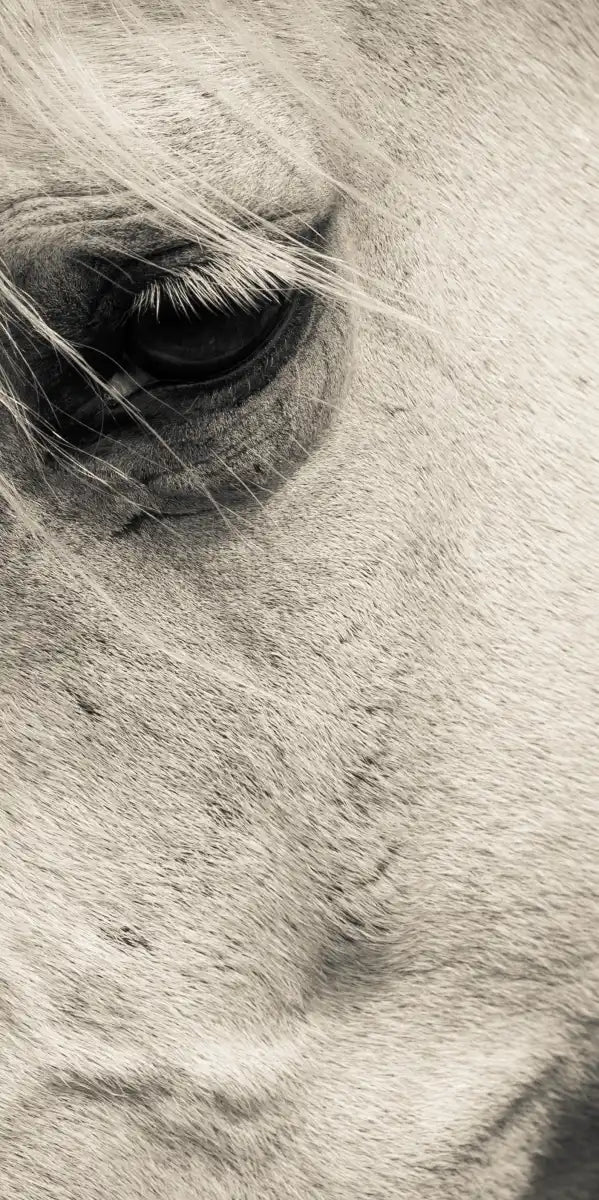 White Horse Eye Wall Art