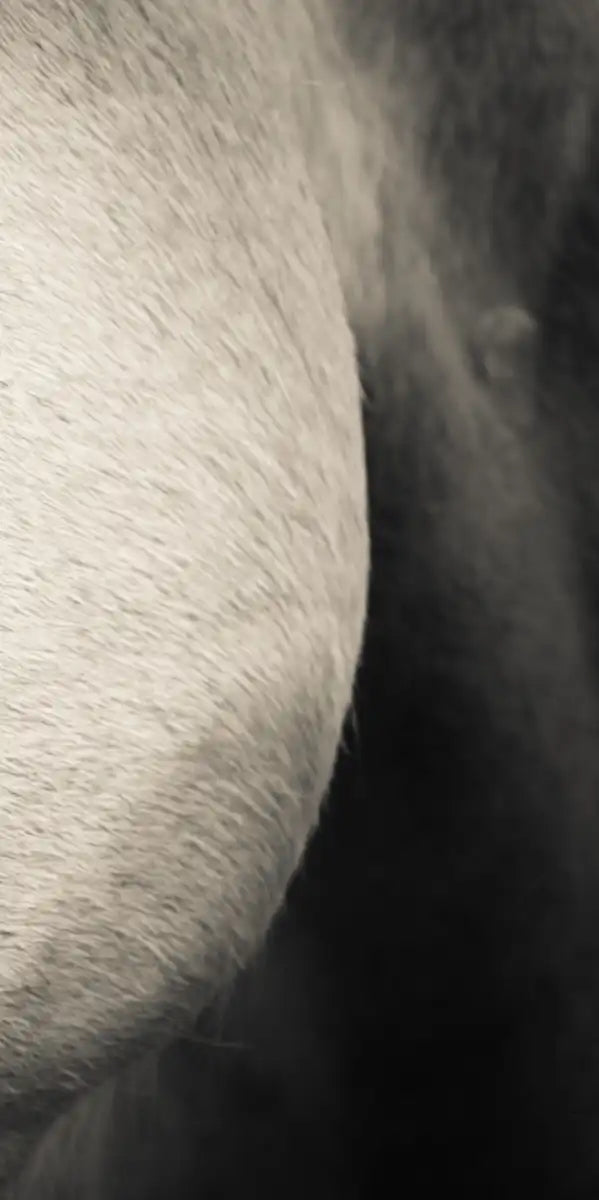 White Horse Eye Wall Art
