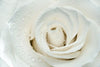 White Rose Close Up Wall Art