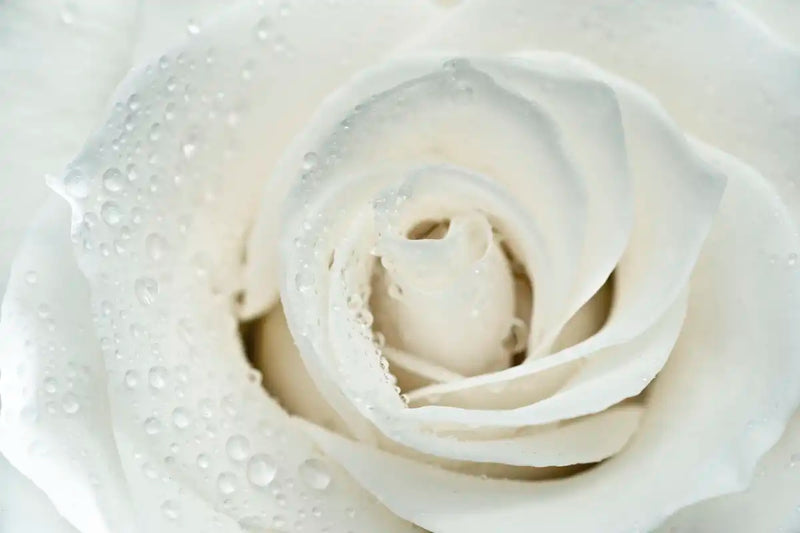 White Rose Close Up Wall Art