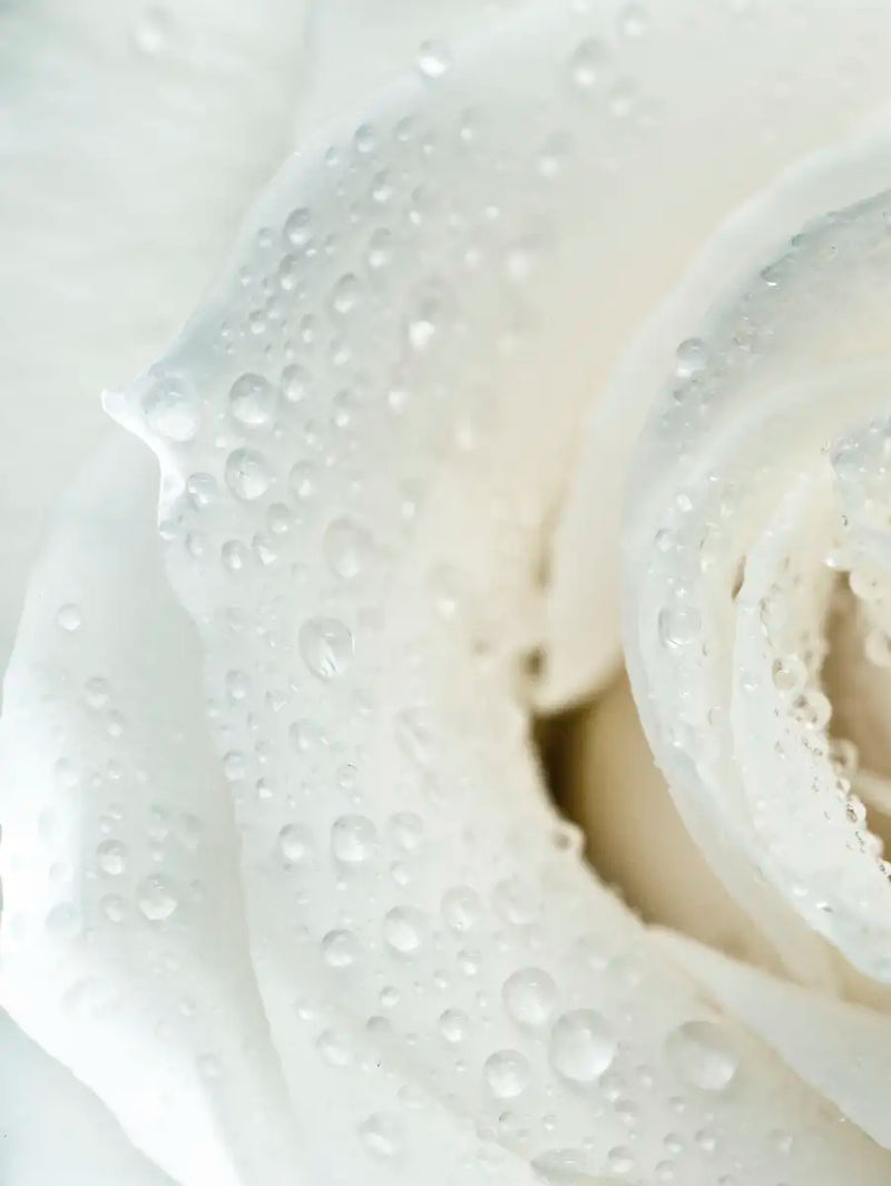 White Rose Close Up Wall Art