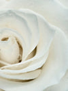 White Rose Close Up Wall Art