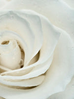 White Rose Close Up Wall Art