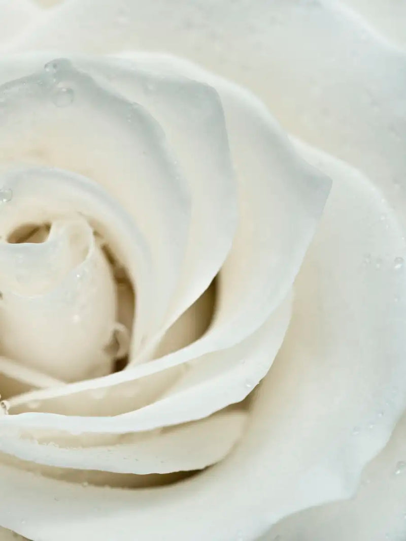 White Rose Close Up Wall Art