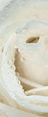 White Rose Close Up Wall Art
