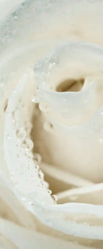 White Rose Close Up Wall Art