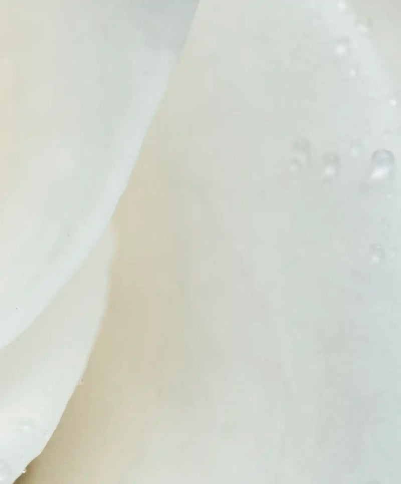 White Rose Close Up Wall Art