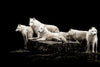 White Wolves Wall Art