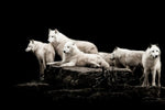 White Wolves Wall Art