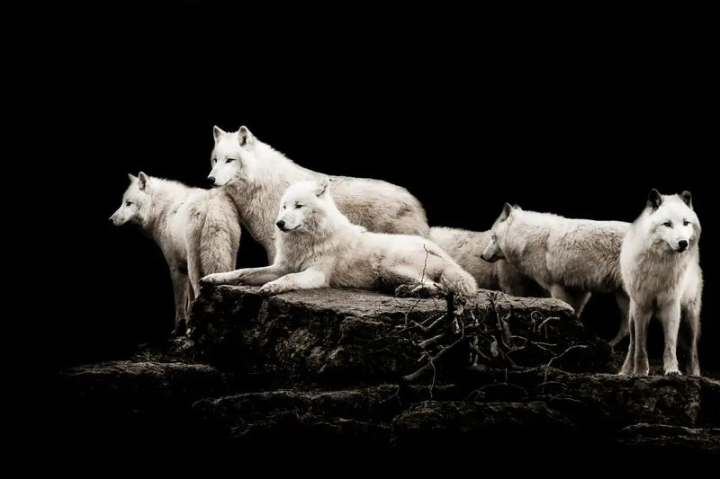 White Wolves Wall Art