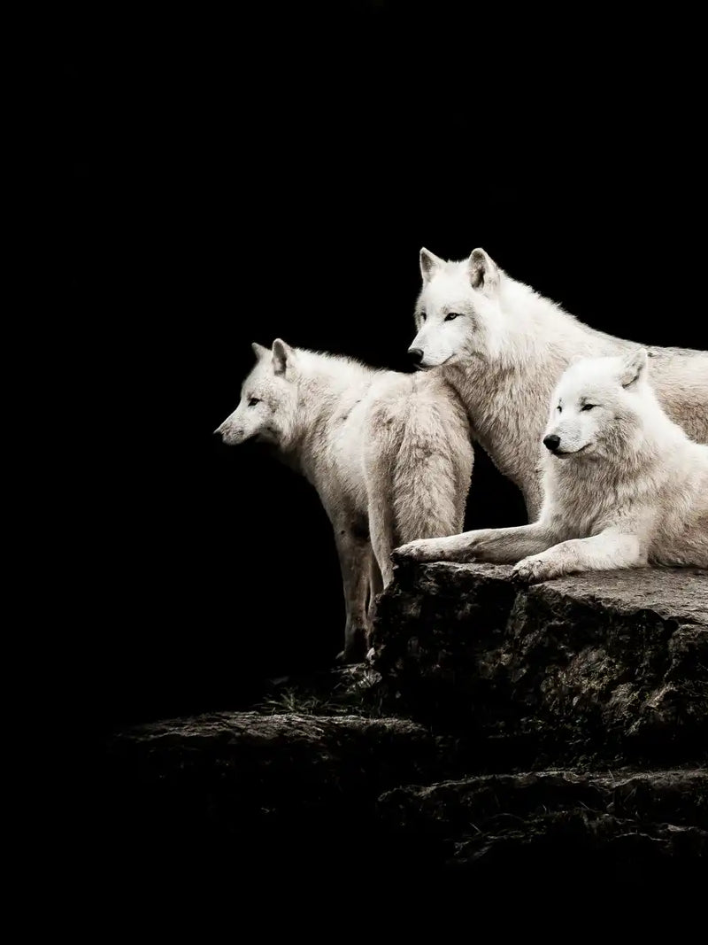 White Wolves Wall Art