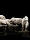 White Wolves Wall Art