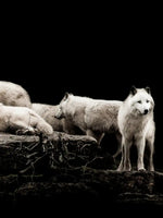 White Wolves Wall Art