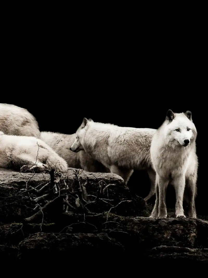White Wolves Wall Art