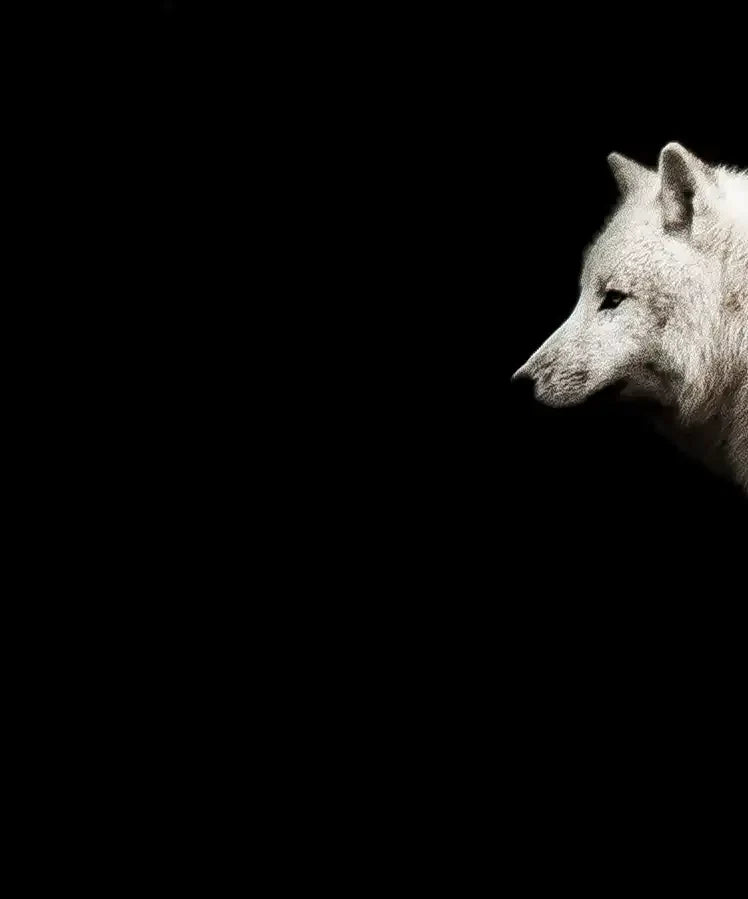 White Wolves Wall Art