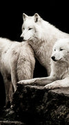 White Wolves Wall Art
