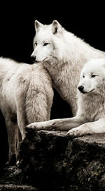 White Wolves Wall Art