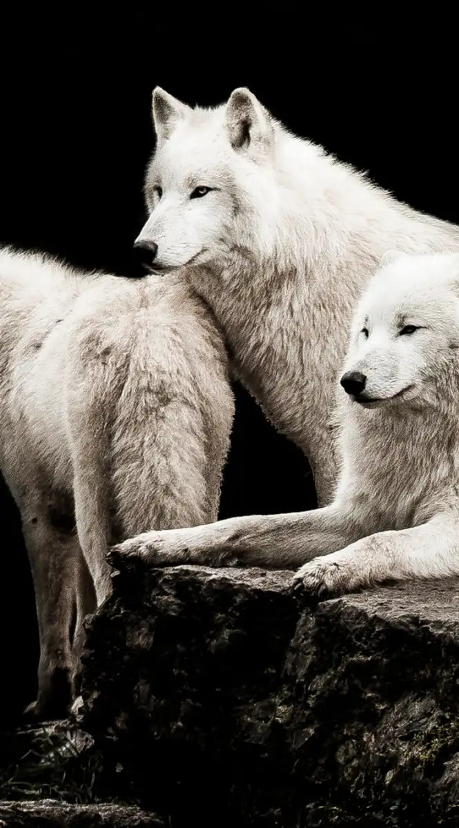 White Wolves Wall Art