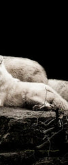 White Wolves Wall Art