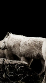 White Wolves Wall Art