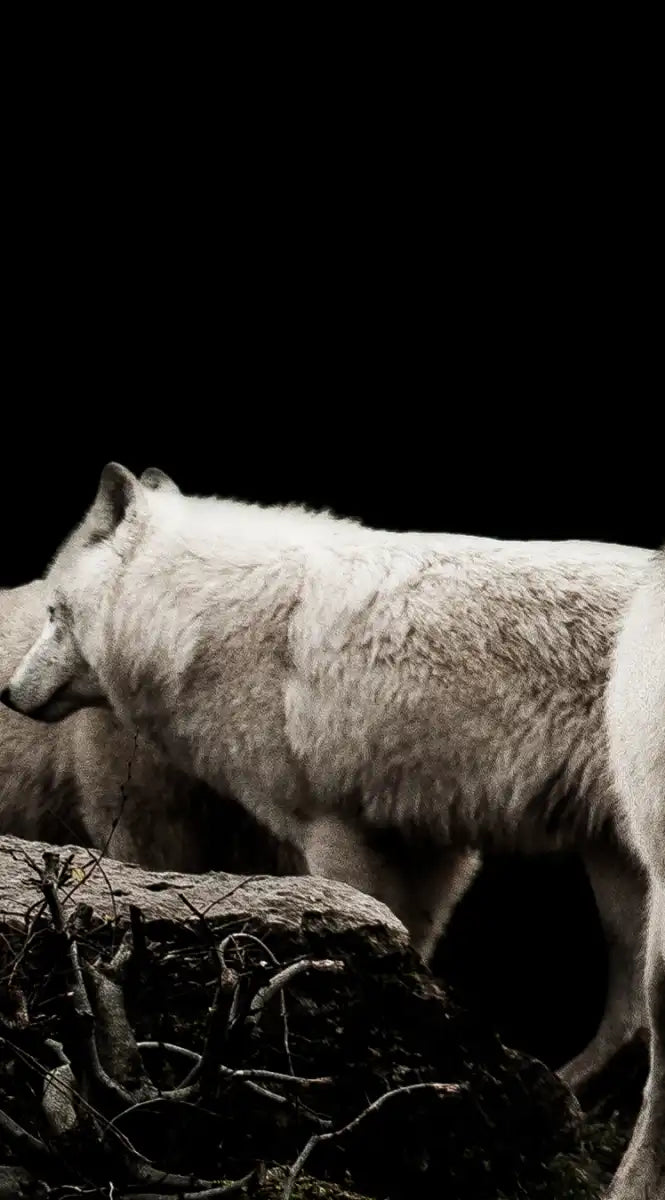 White Wolves Wall Art