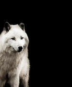 White Wolves Wall Art