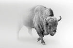 Wild Bison Wall Art