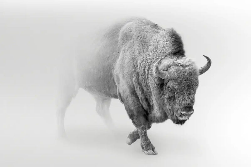 Wild Bison Wall Art