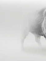 Wild Bison Wall Art