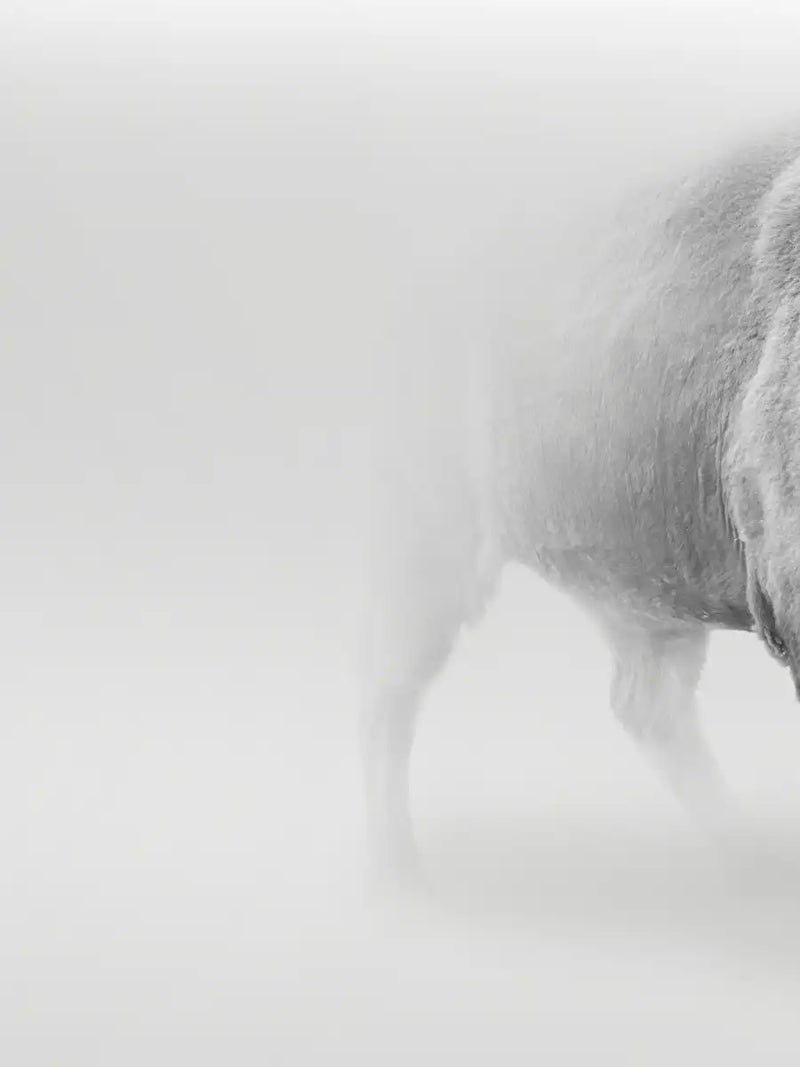 Wild Bison Wall Art