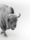 Wild Bison Wall Art