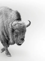 Wild Bison Wall Art